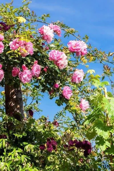 Agriturismo La Selva Hotel Finale Ligure