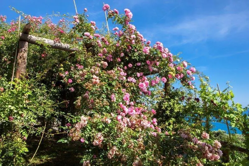 Farm stay Agriturismo La Selva Hotel Finale Ligure